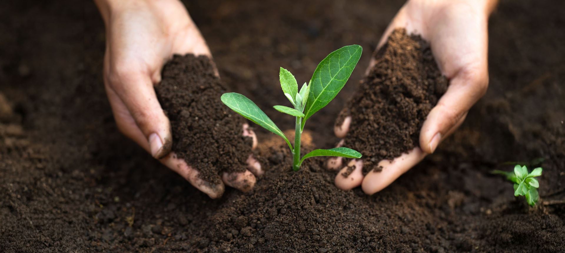 Katkısız Baharat Nasıl Anlaşılır?